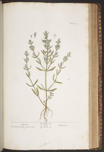プレート 419、「A Curious Herbal」より 作： Elizabeth Blackwell
