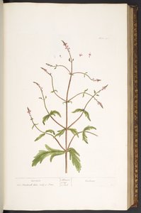 プレート 41、Vervain、「A Curious Herbal」より 作： Elizabeth Blackwell