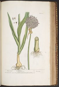 プレート 421、「A Curious Herbal」より 作： Elizabeth Blackwell