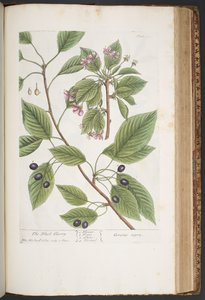 プレート 425、「A Curious Herbal」より 作： Elizabeth Blackwell