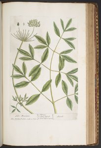 プレート 426、「A Curious Herbal」より 作： Elizabeth Blackwell