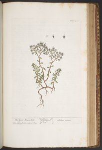 プレート 428、「A Curious Herbal」より 作： Elizabeth Blackwell