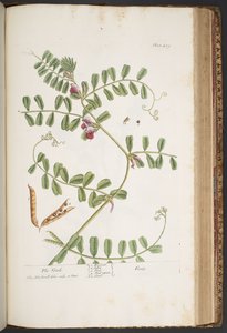 プレート 429、「A Curious Herbal」より 作： Elizabeth Blackwell