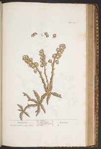 プレート 430、Toothwort、「A Curious Herbal」より 作： Elizabeth Blackwell