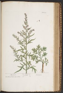 プレート 431、「A Curious Herbal」より 作： Elizabeth Blackwell
