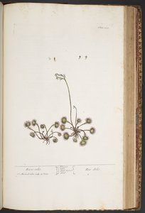 プレート 432、「A Curious Herbal」より 作： Elizabeth Blackwell