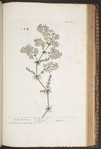 プレート 435、レディース ベッドストロー、「A Curious Herbal」より 作： Elizabeth Blackwell