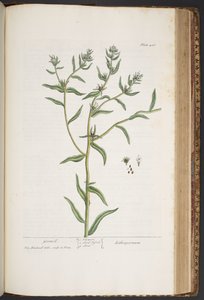 プレート 436、「A Curious Herbal」より 作： Elizabeth Blackwell