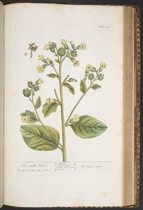 プレート 437、「A Curious Herbal」より 作： Elizabeth Blackwell