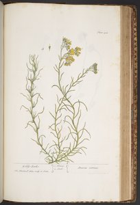 プレート 438、「A Curious Herbal」より 作： Elizabeth Blackwell