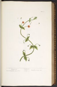 プレート 43、ピンパーネル、「A Curious Herbal」より 作： Elizabeth Blackwell
