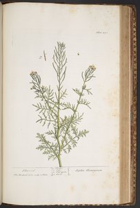 プレート 440、「A Curious Herbal」より 作： Elizabeth Blackwell