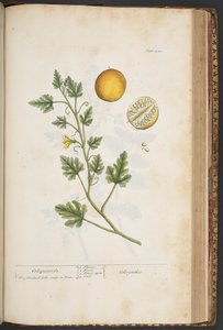 プレート 441、「A Curious Herbal」より 作： Elizabeth Blackwell