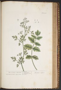プレート 442、「A Curious Herbal」より 作： Elizabeth Blackwell