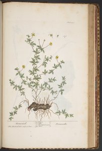 プレート 445、「A Curious Herbal」より 作： Elizabeth Blackwell