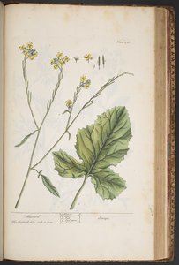 プレート 446、「A Curious Herbal」より 作： Elizabeth Blackwell