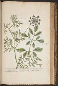 プレート 447、司教の雑草、「A Curious Herbal」より 作： Elizabeth Blackwell