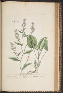 プレート 448、「A Curious Herbal」より 作： Elizabeth Blackwell