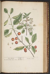 プレート 449、「A Curious Herbal」より 作： Elizabeth Blackwell