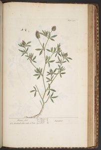 プレート 450、「A Curious Herbal」より 作： Elizabeth Blackwell