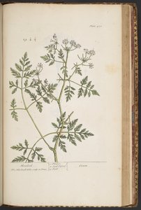 プレート 451、「A Curious Herbal」より 作： Elizabeth Blackwell