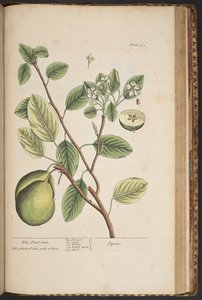 プレート 453、「A Curious Herbal」より 作： Elizabeth Blackwell