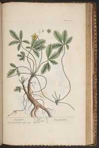 プレート 454、シンクフォイル、「A Curious Herbal」より 作： Elizabeth Blackwell