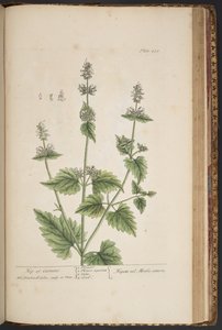 プレート 455、「A Curious Herbal」より 作： Elizabeth Blackwell