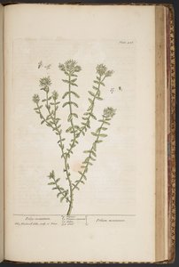 プレート 456、「A Curious Herbal」より 作： Elizabeth Blackwell