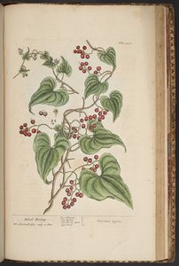 プレート 457、「A Curious Herbal」より 作： Elizabeth Blackwell