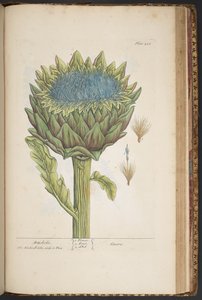 プレート 458、アーティチョーク、「A Curious Herbal」より 作： Elizabeth Blackwell