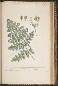 プレート 459、「A Curious Herbal」より 作： Elizabeth Blackwell