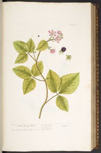プレート 45、ブラック ベリー ブッシュ、「A Curious Herbal」より 作： Elizabeth Blackwell