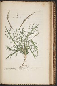 プレート 460、「A Curious Herbal」より 作： Elizabeth Blackwell