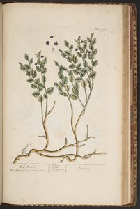 プレート 463、「A Curious Herbal」より 作： Elizabeth Blackwell