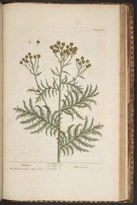 プレート 464、「A Curious Herbal」より 作： Elizabeth Blackwell