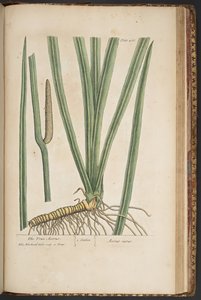 プレート 466、「A Curious Herbal」より 作： Elizabeth Blackwell