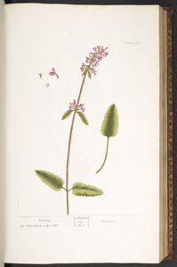 プレート 46、ベトニー、「A Curious Herbal」より 作： Elizabeth Blackwell