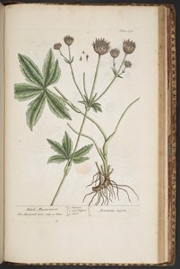 プレート 470、「A Curious Herbal」より 作： Elizabeth Blackwell