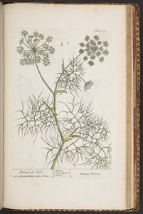 プレート 471、「A Curious Herbal」より 作： Elizabeth Blackwell