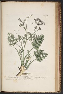 プレート 472、「A Curious Herbal」より 作： Elizabeth Blackwell