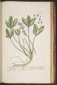 プレート 474、「A Curious Herbal」より 作： Elizabeth Blackwell
