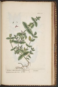 プレート 475、「A Curious Herbal」より 作： Elizabeth Blackwell