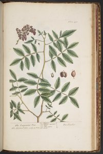 プレート 478、「A Curious Herbal」より 作： Elizabeth Blackwell