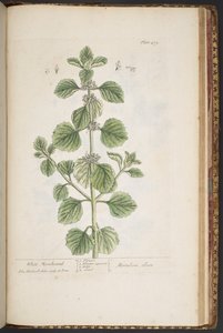 プレート 479、「A Curious Herbal」より 作： Elizabeth Blackwell