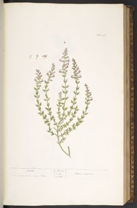 プレート 47、マルム、「A Curious Herbal」より 作： Elizabeth Blackwell
