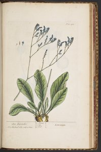 プレート 481、「A Curious Herbal」より 作： Elizabeth Blackwell