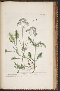 プレート 484、「A Curious Herbal」より 作： Elizabeth Blackwell