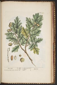 プレート 487、「A Curious Herbal」より 作： Elizabeth Blackwell
