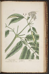 プレート 488、「A Curious Herbal」より 作： Elizabeth Blackwell